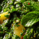 Parsley Vierge Sauce Remix